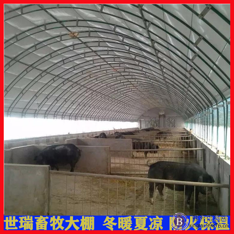 定制养猪大棚 猪舍大棚建设 养猪棚搭建厂家