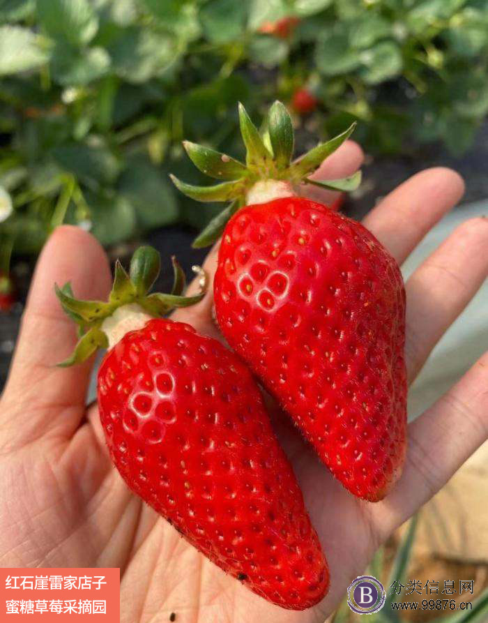 黄岛区蜜糖草莓园