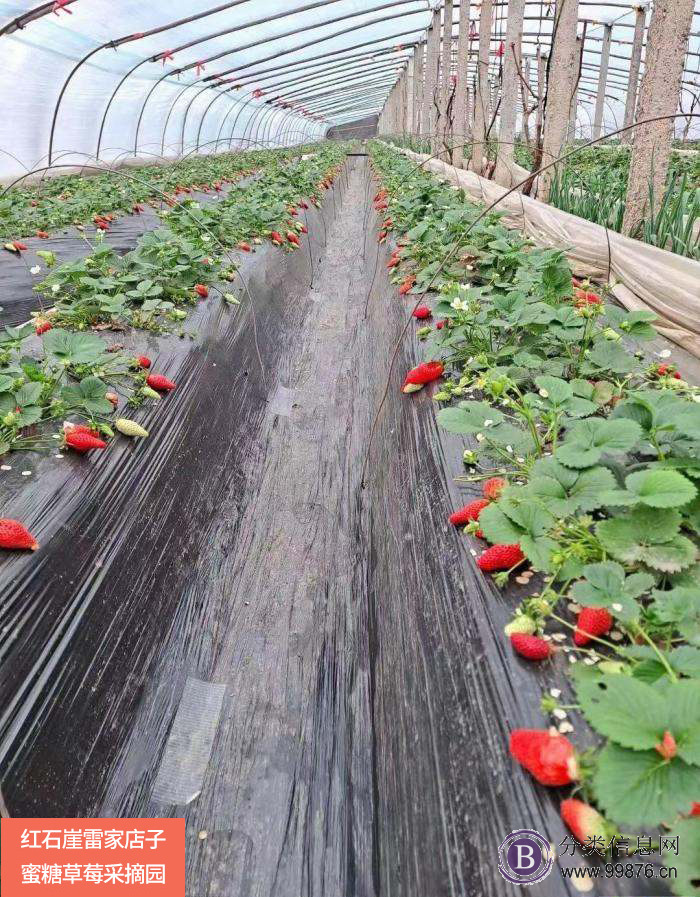 2022年蜜糖草莓园，草莓正式进入采摘季了