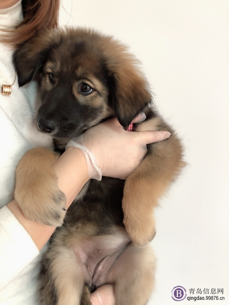 狗狗寻找领养人
