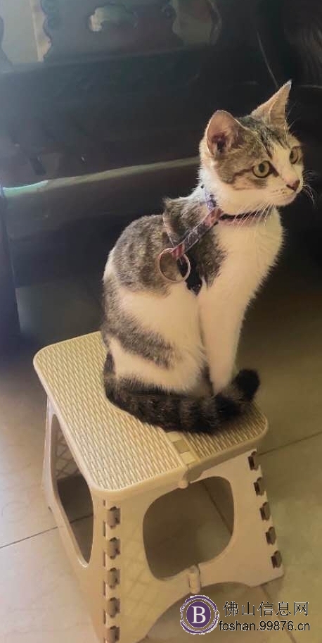 无偿领养猫咪